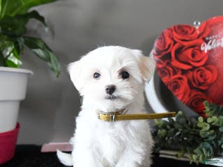 Maltese dogs Marshmallow - Ad 34