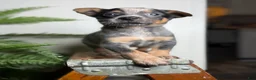 Australian Cattle Dog dogs for sale: Rudis - Ad 7