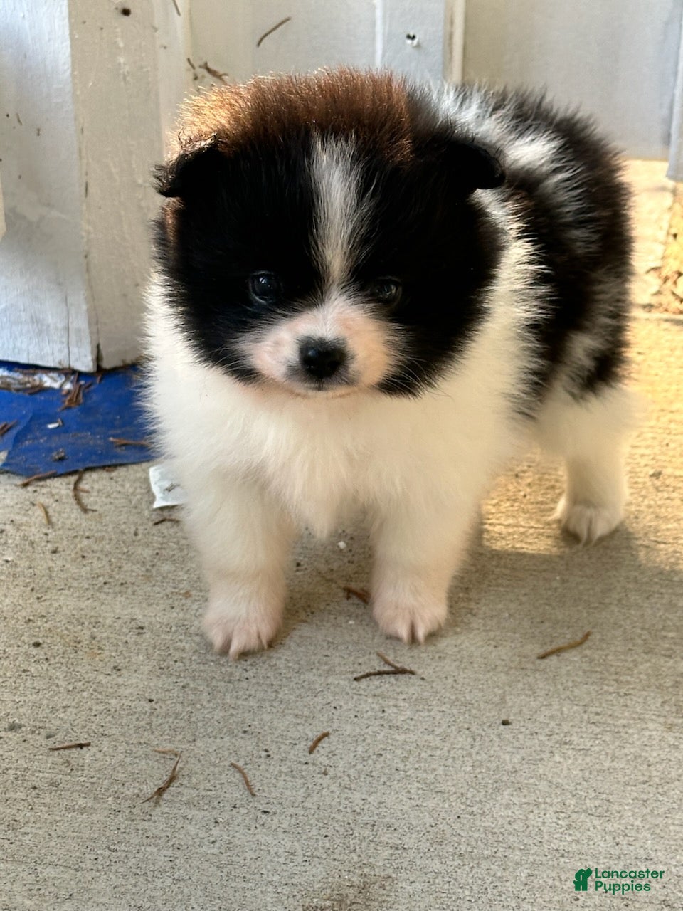 Pomeranian dogs Girl 1 - Ad 1