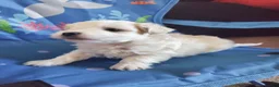 Maltese dogs for sale: Moses - Ad 3