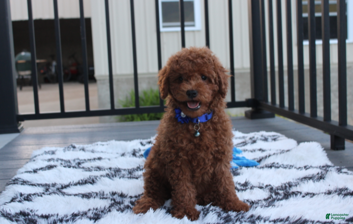 Miniature Poodle dogs Simba  - Ad 1