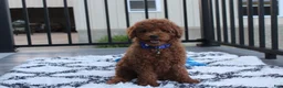 Miniature Poodle dogs for sale: Simba  - Ad 1