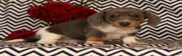 Miniature Dachshund dogs for sale: Andy - Ad 3