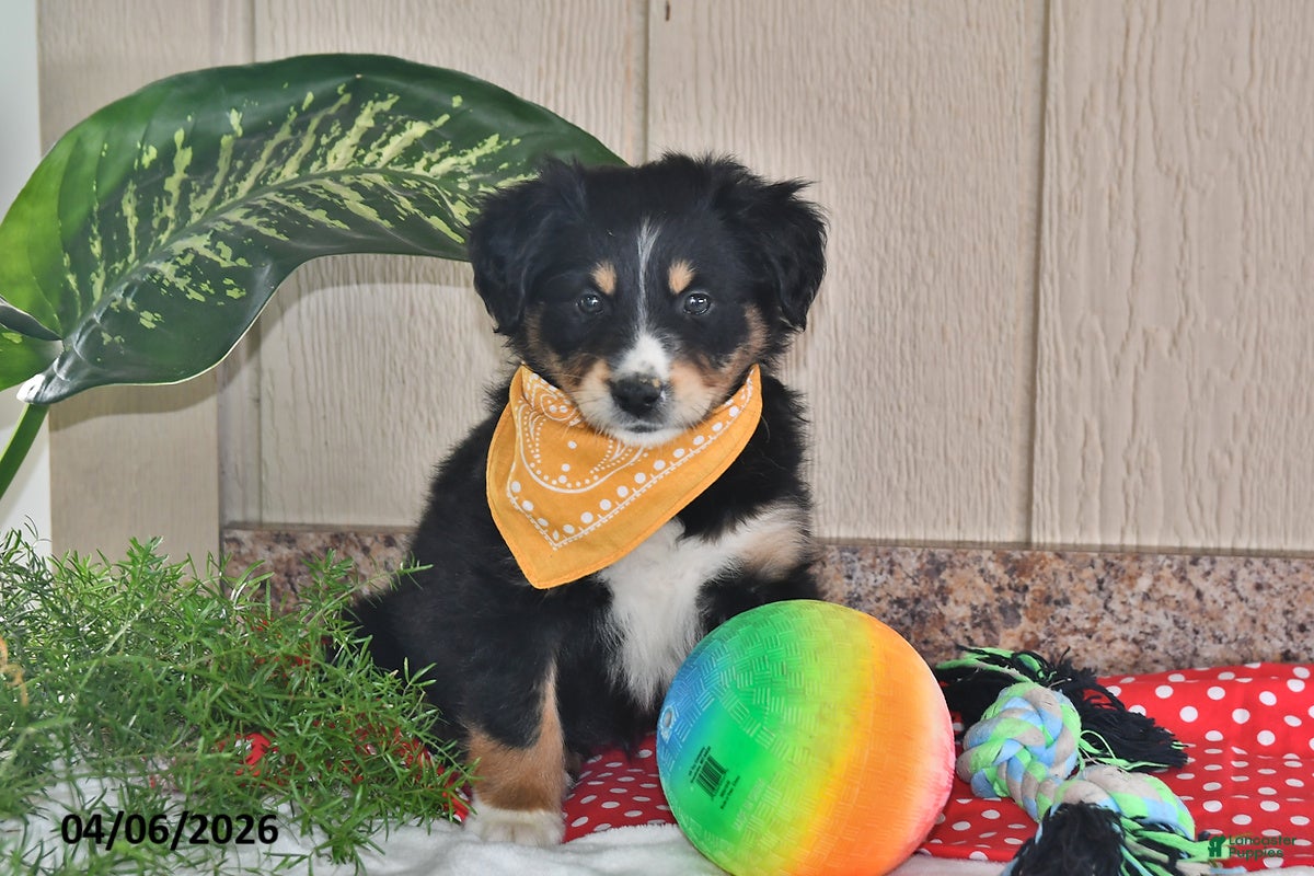 Australian Shepherd dogs Dolly - Ad 1