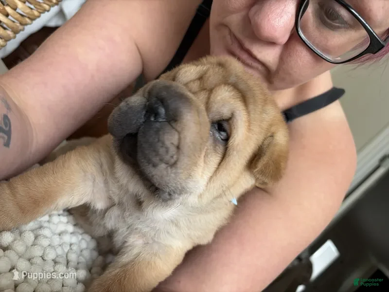 Shar Pei dogs Shar Pei Puppy 5 - Ad 3