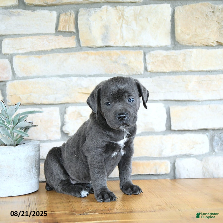 Cane Corso dogs Katniss - Ad 14