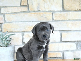 Cane Corso dogs Katniss - Ad 17