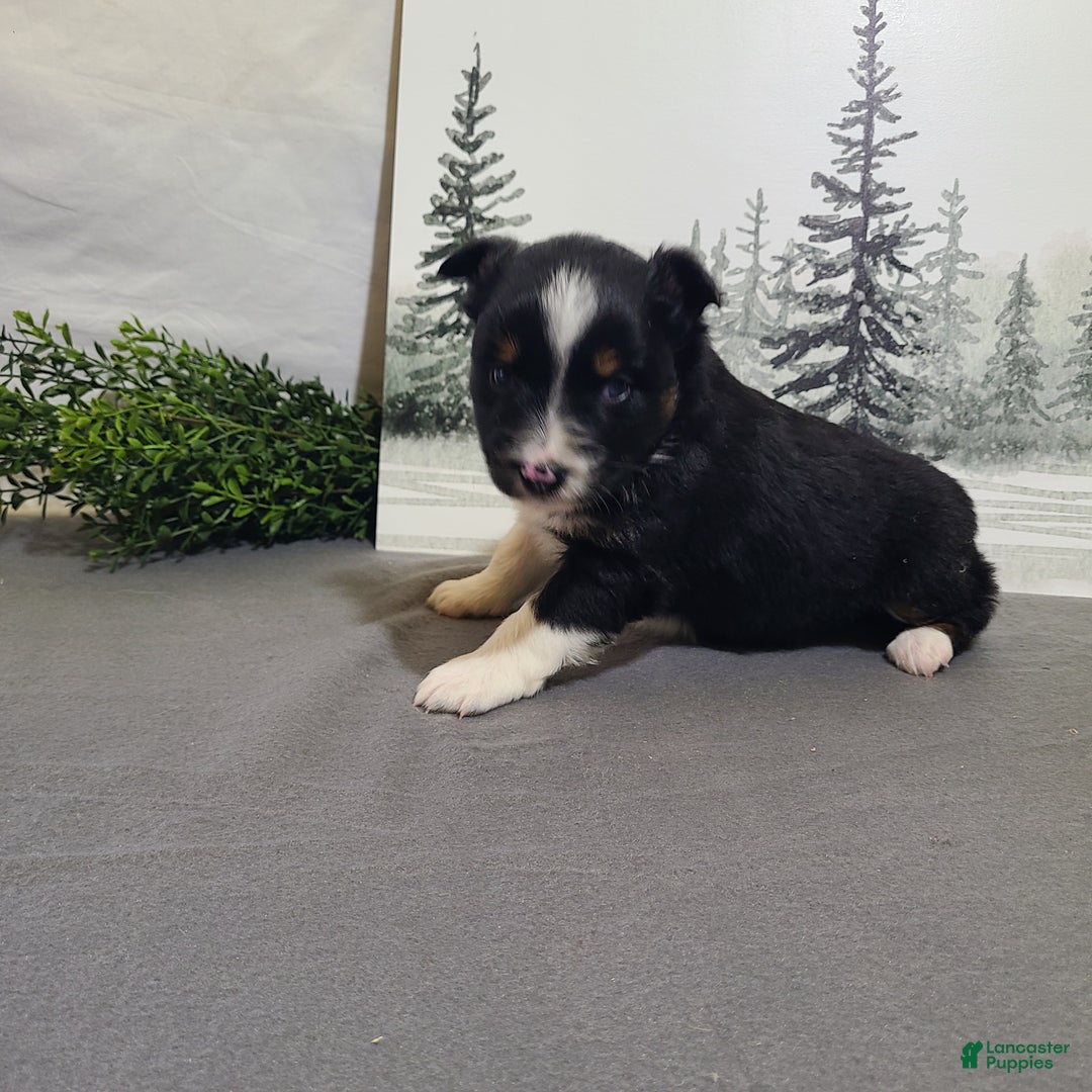 Miniature Australian Shepherd dogs for sale: Annie - Ad 4