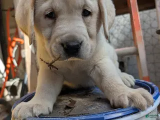 Labrador Retriever dogs for sale: Labrador Retriever Boy 4 - Ad 2