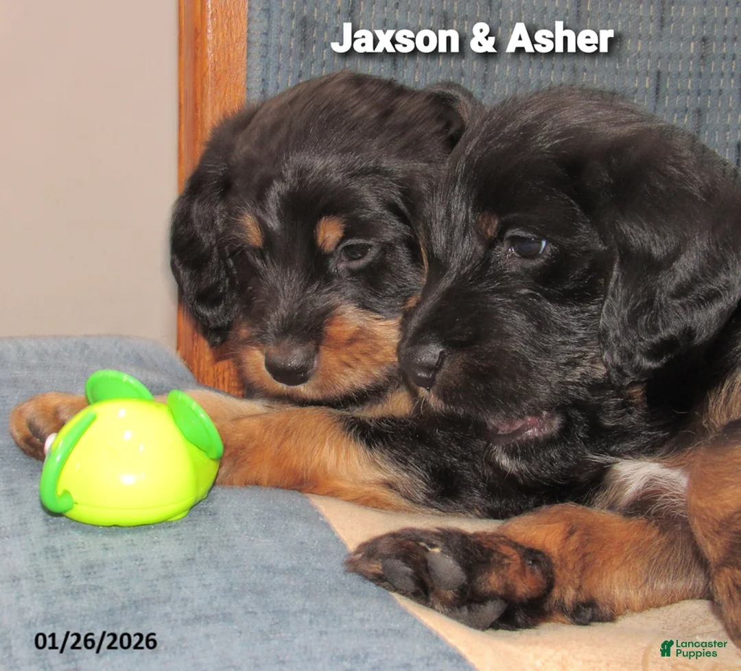 Labradoodle dogs for sale: Asher - Ad 9