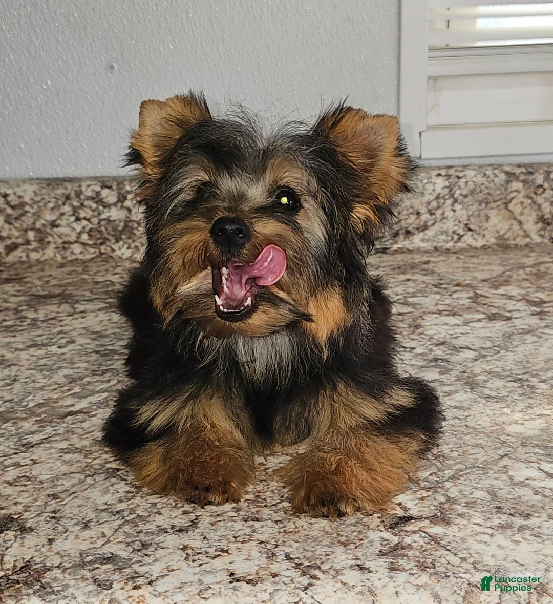 Yorkshire Terrier dogs for sale: Yorkshire Terrier Puppy 1 - Ad 2