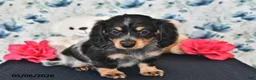 Miniature Dachshund dogs for sale: Ivy - Ad 2