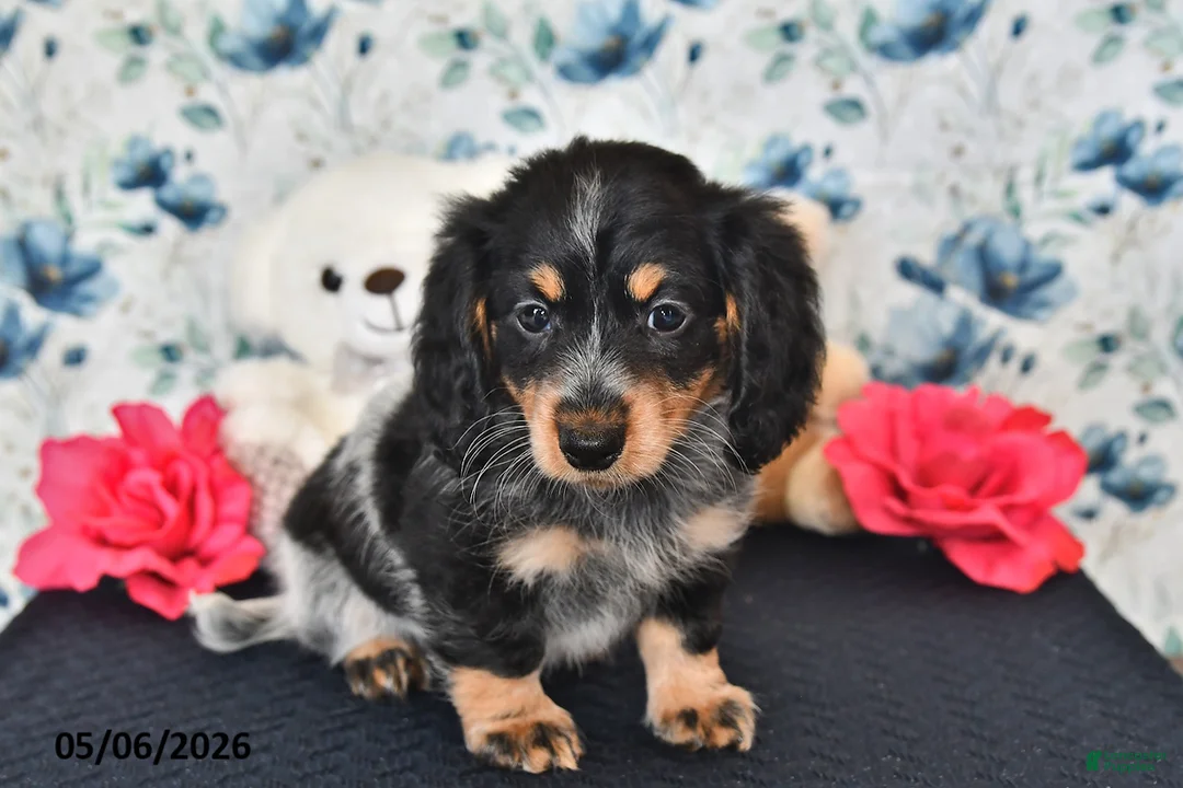 Miniature Dachshund dogs for sale: Ivy - Ad 2