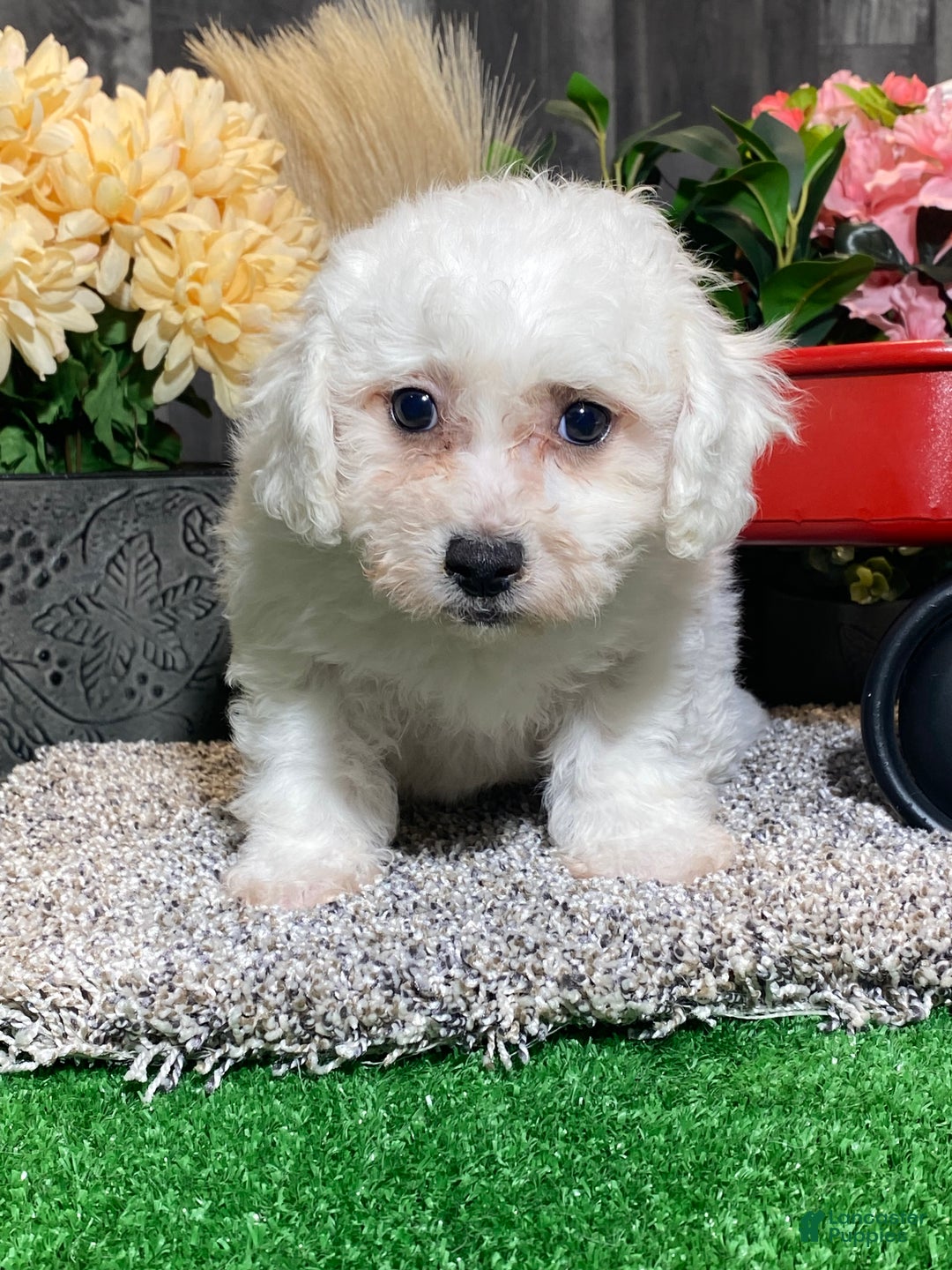 Bichon Frise dogs for sale: Brandy  - Ad 4
