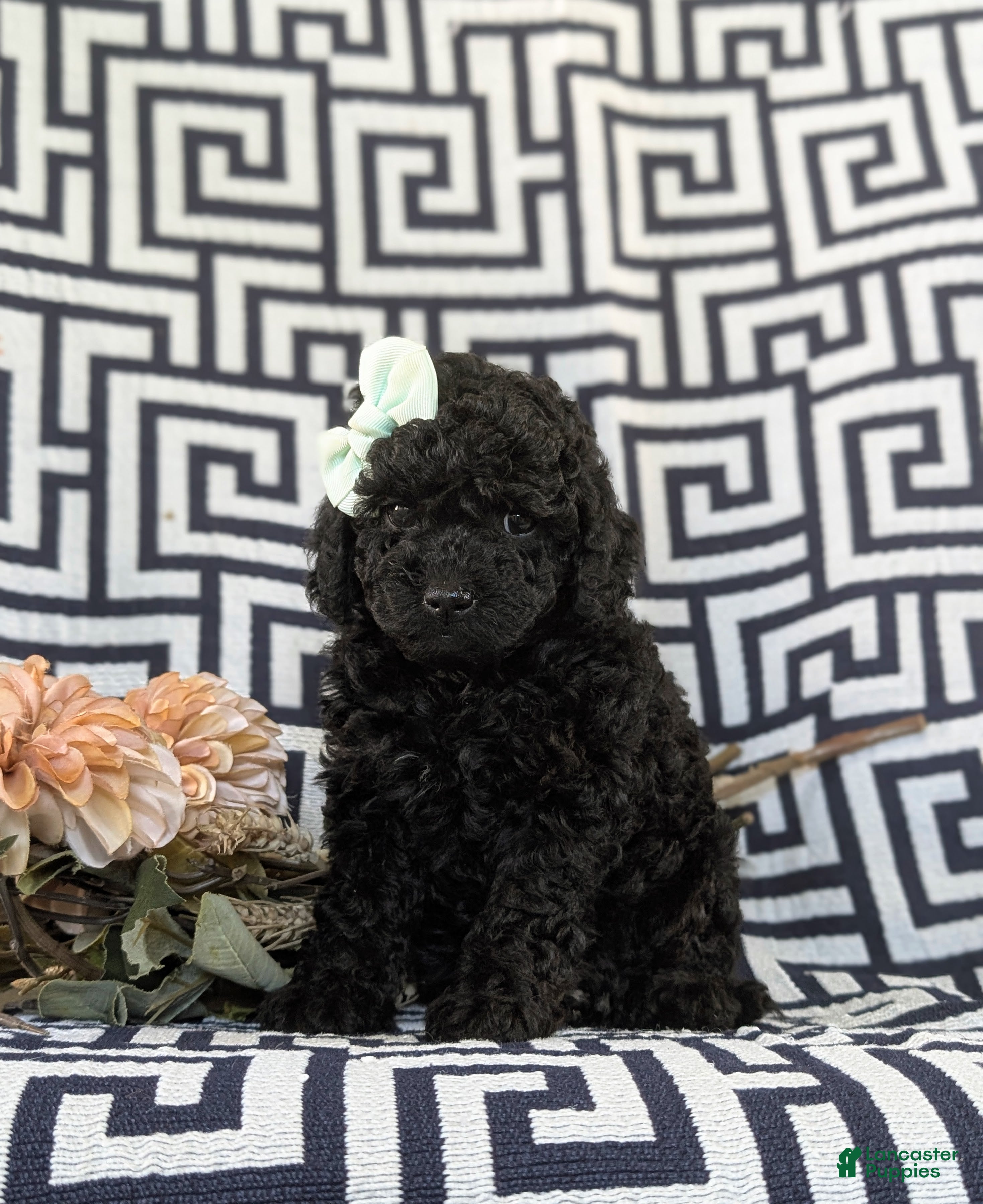 Toy Poodle dogs Luna - Ad 2