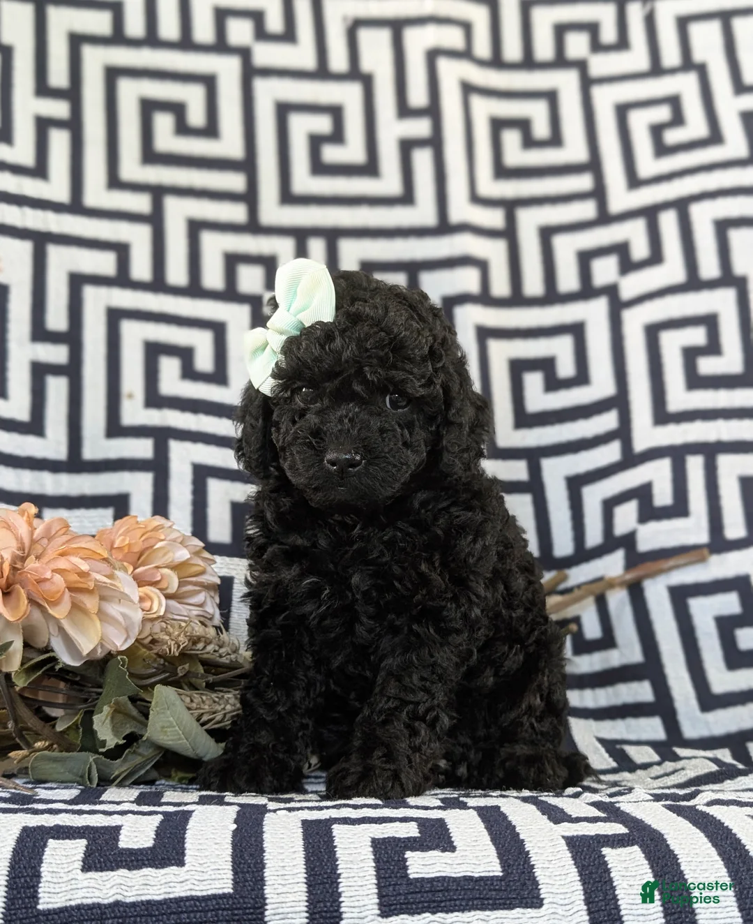 Toy Poodle dogs for sale: Luna - Ad 2
