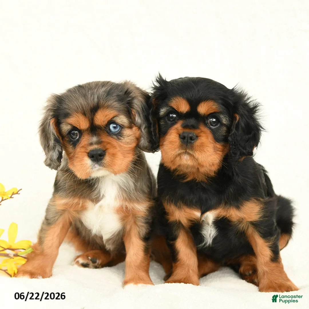 Cavalier King Charles Spaniel dogs for sale: Mandy - Ad 5