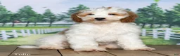 Mini Goldendoodle dogs for sale: Tulip - Ad 1