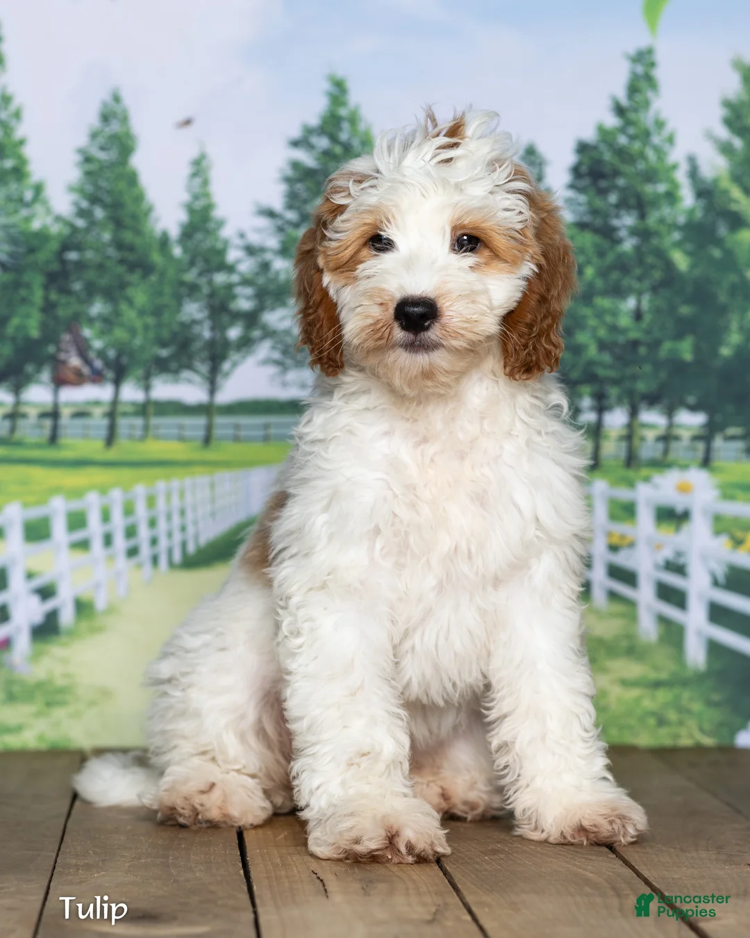 Mini Goldendoodle dogs for sale: Tulip - Ad 1