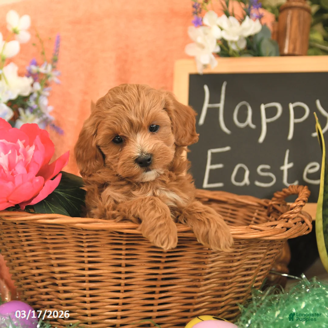 Mini Goldendoodle dogs for sale: Stella - Ad 2