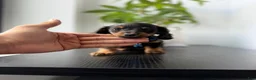 Miniature Dachshund dogs for sale: Fred - Ad 3