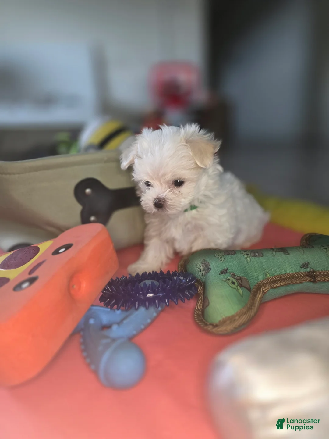 Maltese dogs for sale: 🐶 Exceptional Male Maltese Puppy – Smallest of the Litter - Ad 2