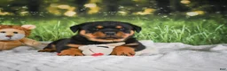 Rottweiler dogs for sale: Kai - Ad 12