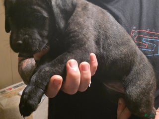 Cane Corso dogs Cane Corso Puppy 3 - Ad 38