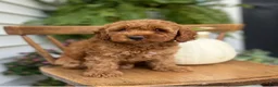 Cockapoo dogs for sale: Macy - Ad 5