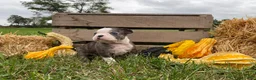 Boston Terrier dogs for sale: Galaxie - Ad 8