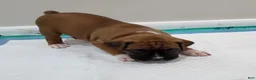 Boxer dogs for sale: SCARLETT - Ad 2