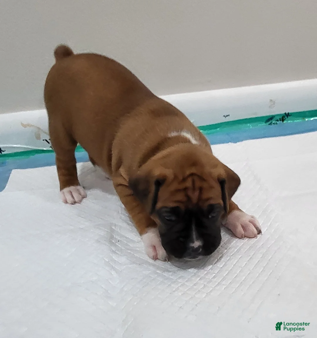 Boxer dogs for sale: SCARLETT - Ad 2