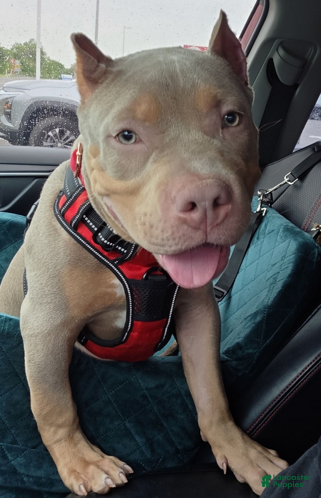 American Bully dogs American Bully 1 - Ad 1