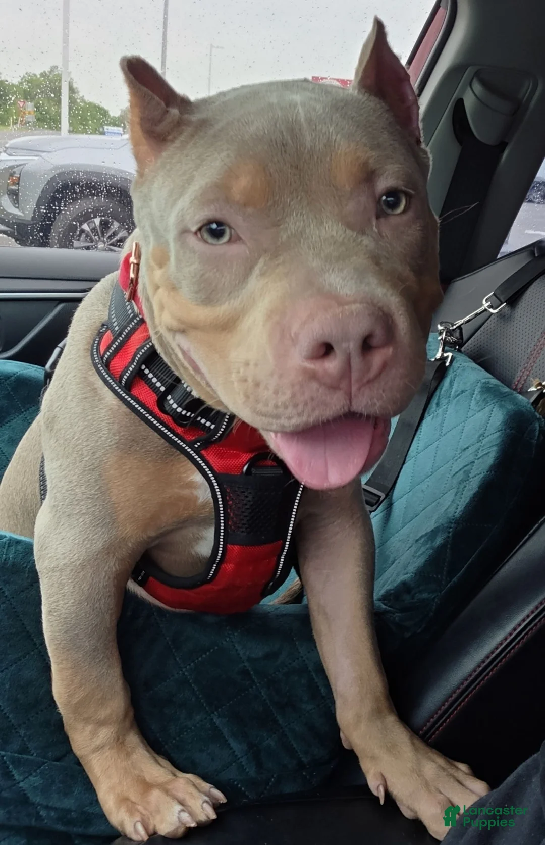American Bully dogs for sale: American Bully 1 - Ad 1