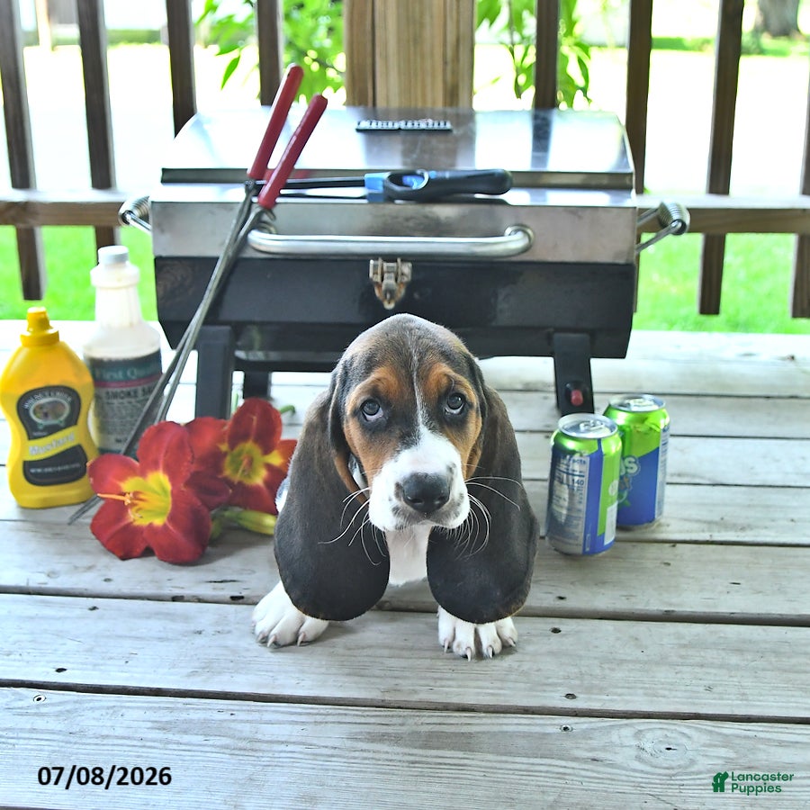 Basset Hound dogs Lexie - Ad 2