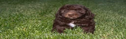 Mixed Breed dogs for sale: Jupiter - Ad 5