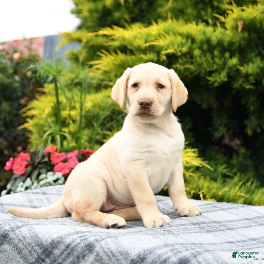 Labrador Retriever dogs Alexa - Ad 1