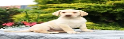 Labrador Retriever dogs for sale: Alexa - Ad 1