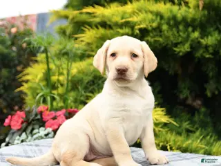 Labrador Retriever dogs for sale: Alexa - Ad 3