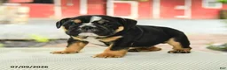 English Bulldog dogs for sale: Valen  - Ad 4