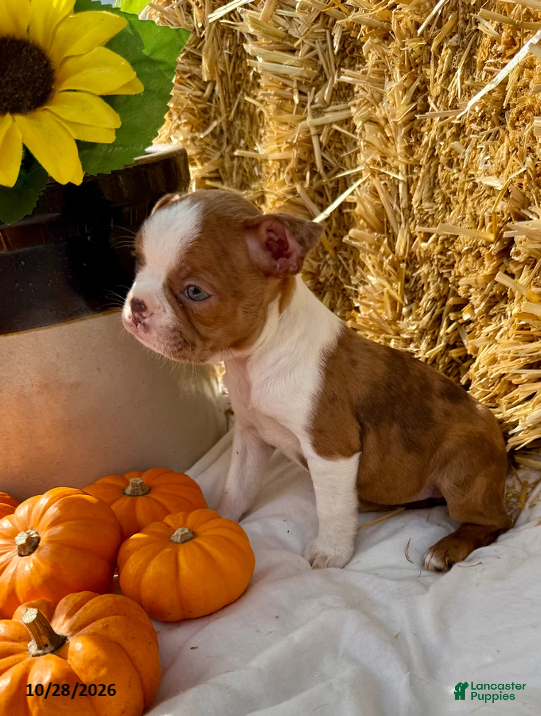 Boston Terrier dogs for sale: Winnie - Ad 2