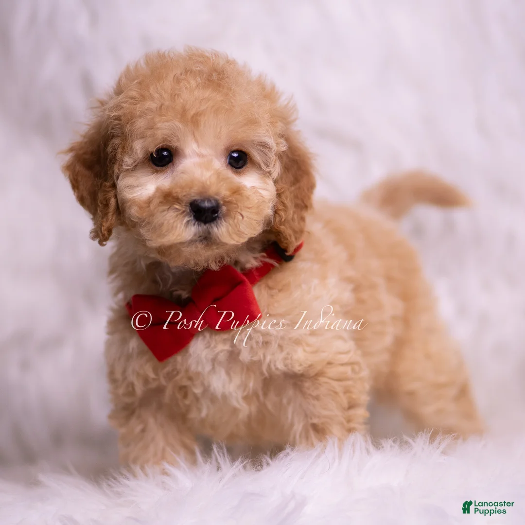 Mini Goldendoodle dogs for sale: Indie - Ad 1