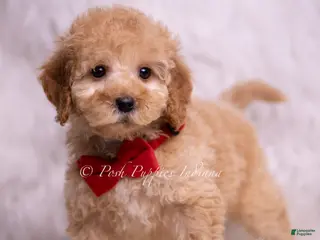 Mini Goldendoodle dogs Indie - Ad 21