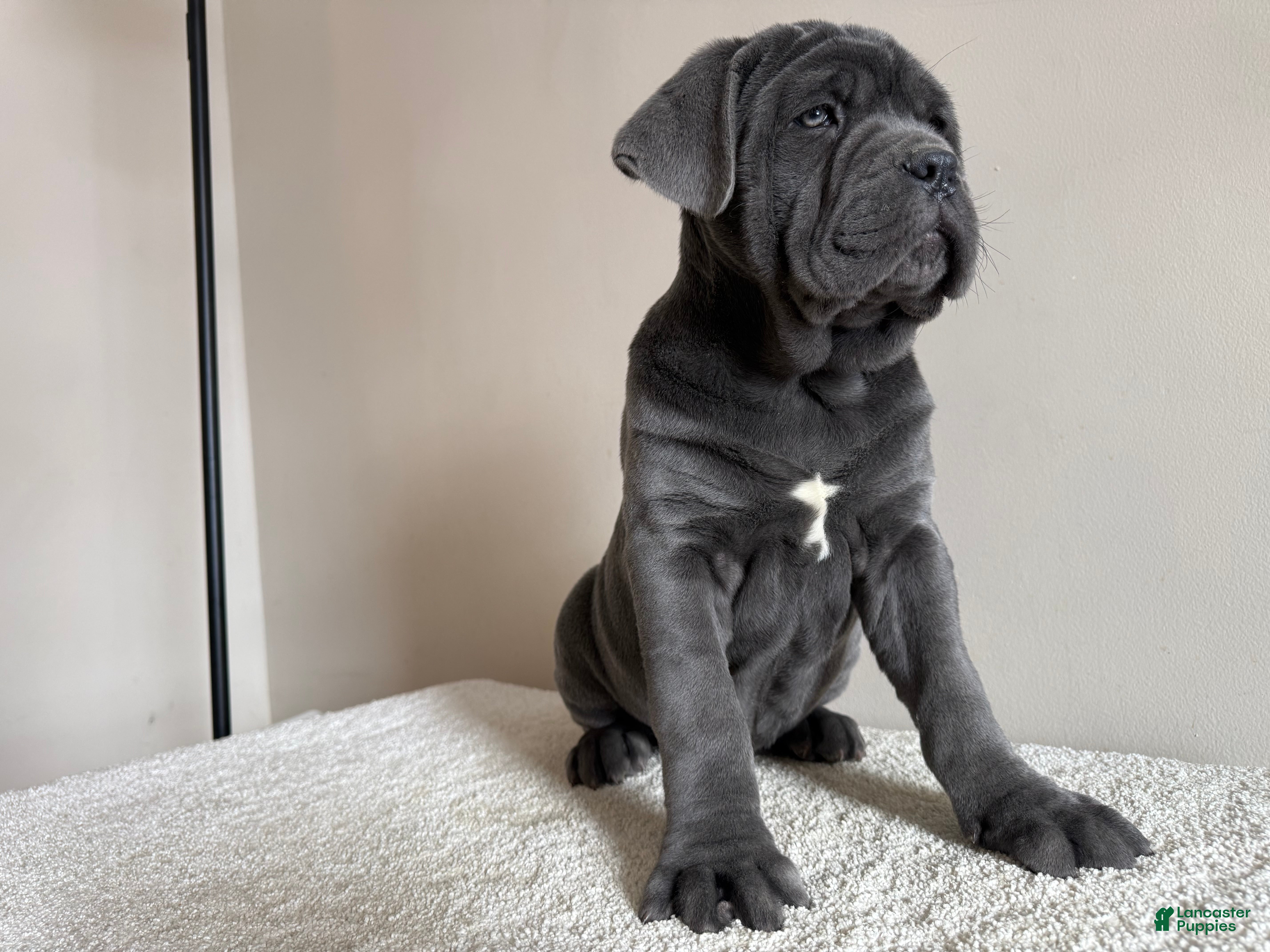 Cane Corso dogs for sale: Diamond - Ad 3