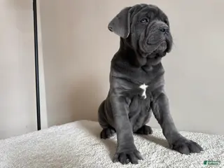 Cane Corso dogs for sale: Diamond - Ad 3