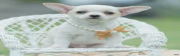 Chihuahua dogs for sale: Chachi - Ad 6