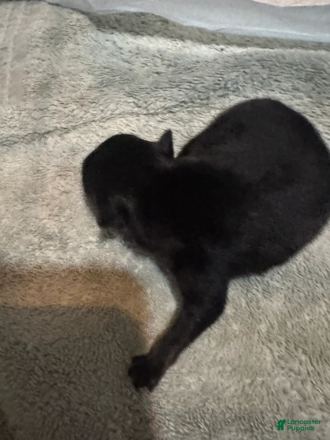 Pomeranian dogs for sale: Pomeranian Puppy 1 - Ad 2