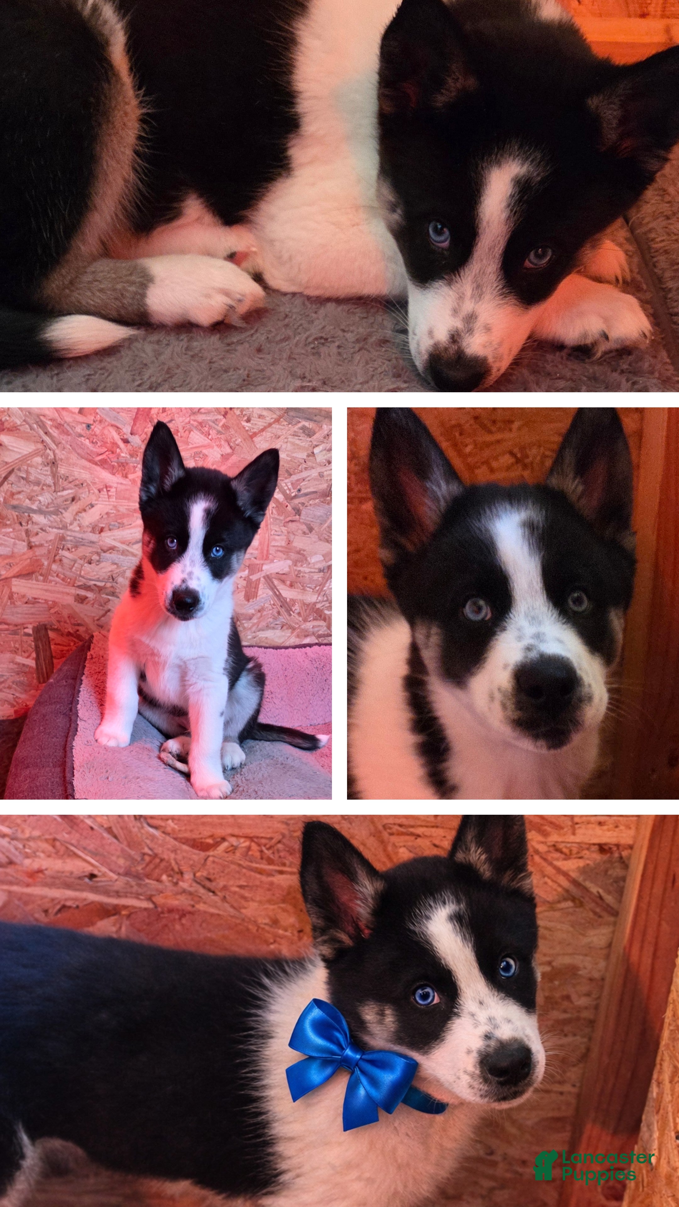 Siberian Husky dogs Oreo - Ad 11