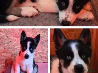 Siberian Husky dogs Oreo - Ad 11