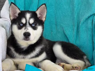 Siberian Husky dogs for sale: Dexter - Ad 1